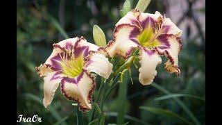 СБОРНИК 2024.VIDEO COLLECTION OF DAYLILIES BY IRINA ORLOVA 2024.