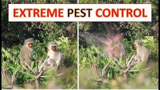 Extreme Pest Control