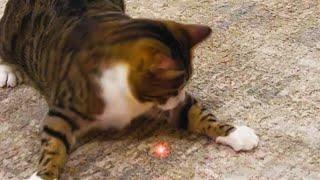 Animals Vs. Laser Pointer - Animals Chasing Laser Pointer Compilation || PETASTIC 