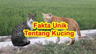 Fakta Unik Tentang Kucing