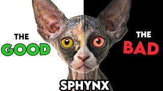 MUST-KNOW Sphynx Cat PROS AND CONS