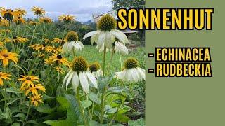 Sonnenhut Echinacea / Rudbeckia Pflegen - Schneiden und Vermehren