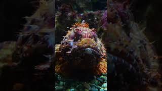 Why You Should NEVER Touch A Stone Fish