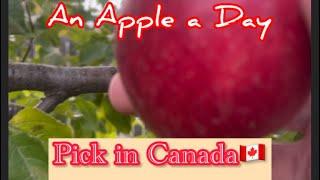 An Apple a Day ( Apple Picking )