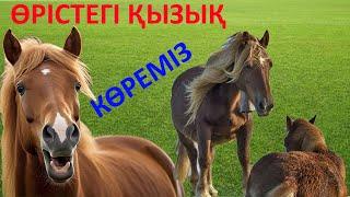 Horses.Жылқылар.Үйірдегі жылқыларды көріп,ауылға айдап келдім.Күйі төмен жылқыларды бөлеміз.Лошади.