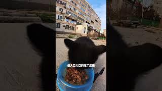 国外小哥用无人机给猫咪投喂食物