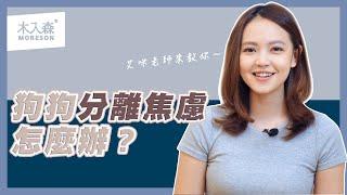 狗狗分離焦慮症？寵物訓練師教你如何釐清及處理｜MORESON 木入森