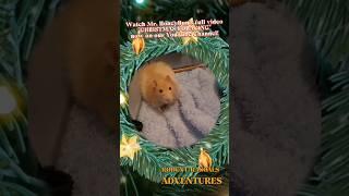 ADORABLE Mr. HoneyBun