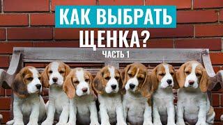 КАК ВЫБРАТЬ ЩЕНКА ? Подробная видеоинструкция по выбору питомца | Часть 1