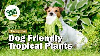 Dog Friendly Tropical Plants