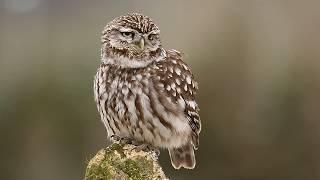 Little Owl (Athene noctua) Calling