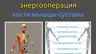 #энергооперация Кости-мышцы-суставы