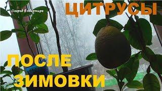 Цитрусовые растения после зимовки.Февраль 2019