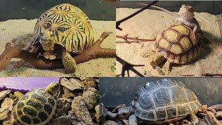 Tortoise Shop - Leopard Tortoise, Russian Tortoise, Aldabra Tortoise, Sulcata Tortoise