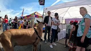 Cash 2.0 Great Dane at the Simi Valley Fall Street Fair 2024 (7 of 12)