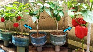 Tips to grow Bell peppers in containers | Seed to harvest