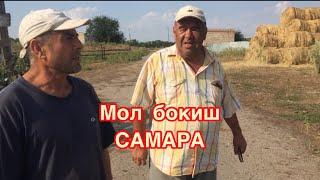 САМАРАДА МОЛ КУЙ ФЕРМАСИ.