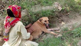 boy playing with his dog