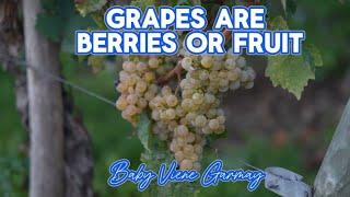 Is a Grapes are Berries or Fruit??#grapes#fruit