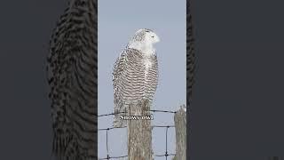 5 owls & their sounds #owlsounds #owls