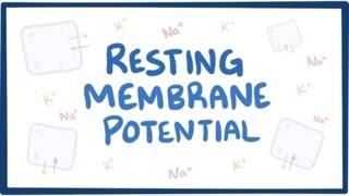 Resting membrane potential - definition, examples