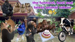 Funniest and Best Animal Videos 2024  Pets and People 