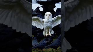 Owl most dangerous Birds on earth #owl #owlhouse #birds #bird #eagles #animals #shorts #shortsfeed