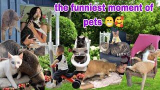 Funny Animal Videos End of month  Naughty and Funny Cats Dogs 2024