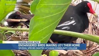 Endangered Hawaiian birds find new home in Kauai taro patch