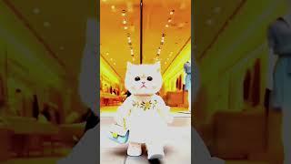 Cartoon cats #video #barrel @cartoon_cats07