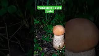 рождение и рост гриба #карелия #природа_россии #путешествия #грибы