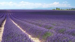 doTERRA® Lavender Oil Uses and Benefits