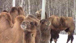 Assiniboine Park Zoo Extended Video