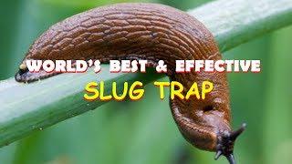 NEW DISCOVERY ON SLUG TRAP