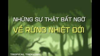 NHỮNG SỰ THẬT BẤT NGỜ VỀ RỪNG NHIỆT ĐỚI | TROPICAL TREKKING