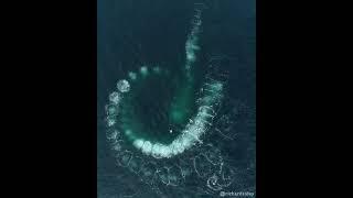 Humpback Whales bubble-net feeding