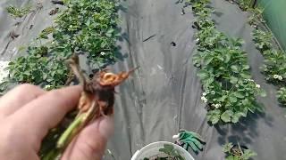 Клубника гниет