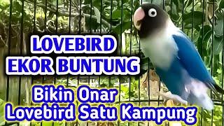 Lovebird Latah Fighter Suara Lantang Bikin Onar Labet Satu Kampung.