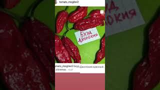Бхуд Джолокия . Суперхот .