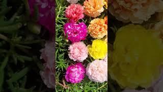 Portulaca 30 colors for sale online - Pathumani Poovu - Moss Rose - Whatsapp : 9445450701