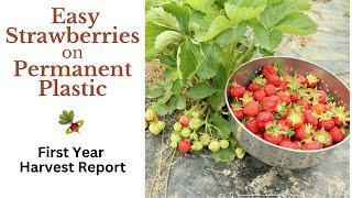 Easy Strawberry Growing on Permanent Plastic - First Year Harvest Report