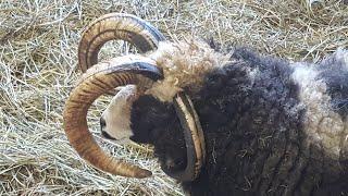 Suffolk Sheep Museum of Shibetsu, Hokkaido, Japan | Traveler Ni