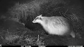 New Forest Explorers Guide - Badgers: a badger twists and turns in excitement