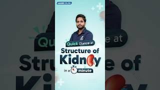 Structure of Kidney | NEET 2025 Biology Explained in 60 Seconds | ALLEN NEET #shorts