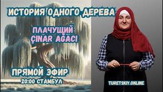 Турецкий с ароматом кофе. "Плачущий Çınar ağacı"