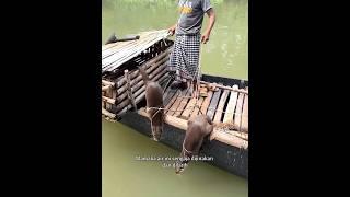 Sensasi Berbeda: Nelayan Berburu Ikan dengan Otter #shortvideo #berburu #nelayan