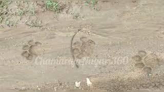 Tiger footprint caught on ChamarajaNagar - terakanambi - triyambakapura | be safe | tiger in nagara