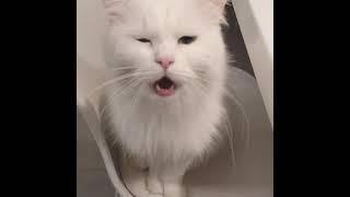 Van Kedisi | Van Kedisi Sesi | Cat Voice #cat #vancat #cats #catvoice