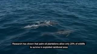 Climate change in Papua New Guinea   Subtitles V2