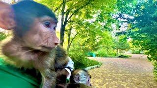Мы приехали с Анфисой к Лида, а у нее снова конкуренция с Люськой, лишь бы не отдать Люсю Елисею)))